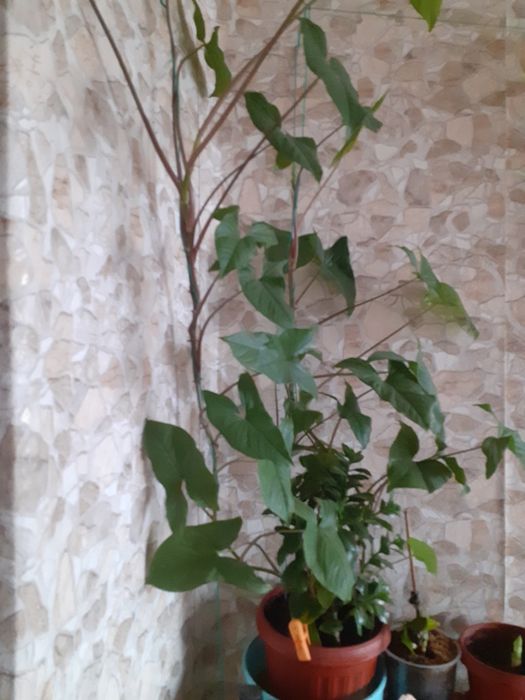 Комнатные цветы продам