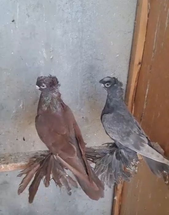 Голуби двухчубые