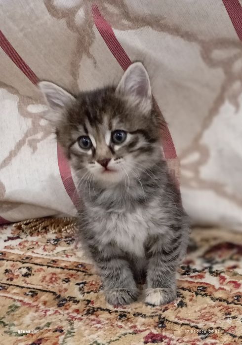 Отдам замечательных котят в любящие руки