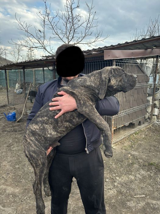 Cane Corso de vânzare
