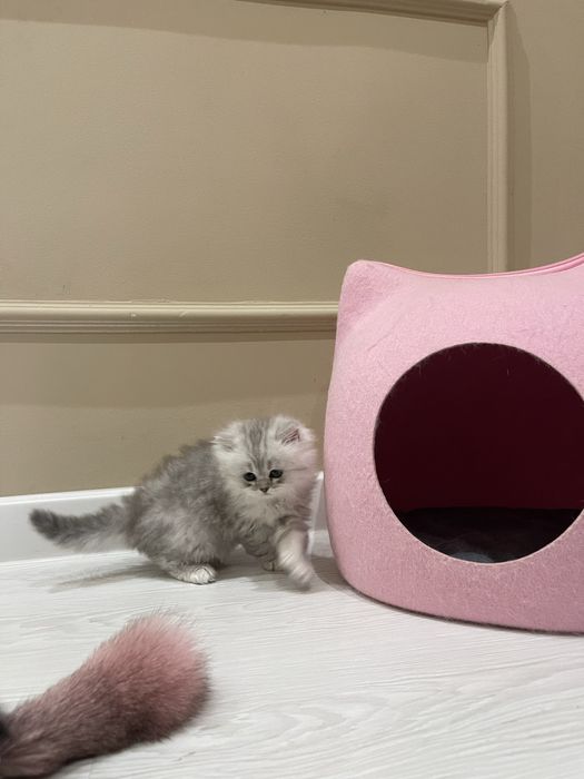 Котята чистокровные. Toza zotli mushukchalar sotiladi.