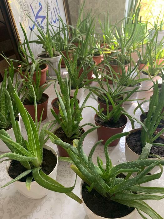 Алое вера к/ цветы.