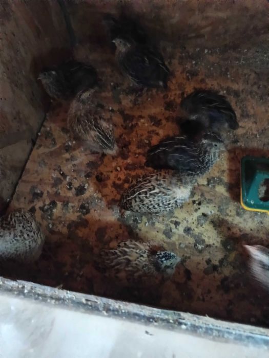 Prepelițe la 3-4 săptămâni