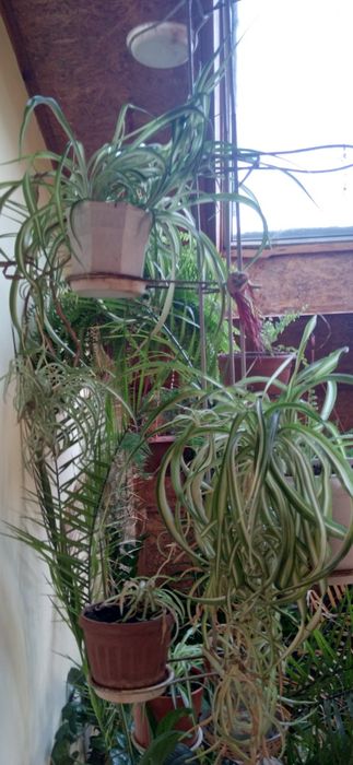 Продам комнатные цветы