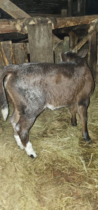 Продам телёнка телочка