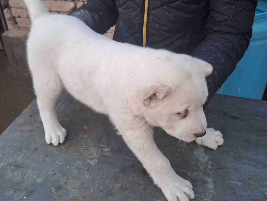 Алабайчета от елитни родители