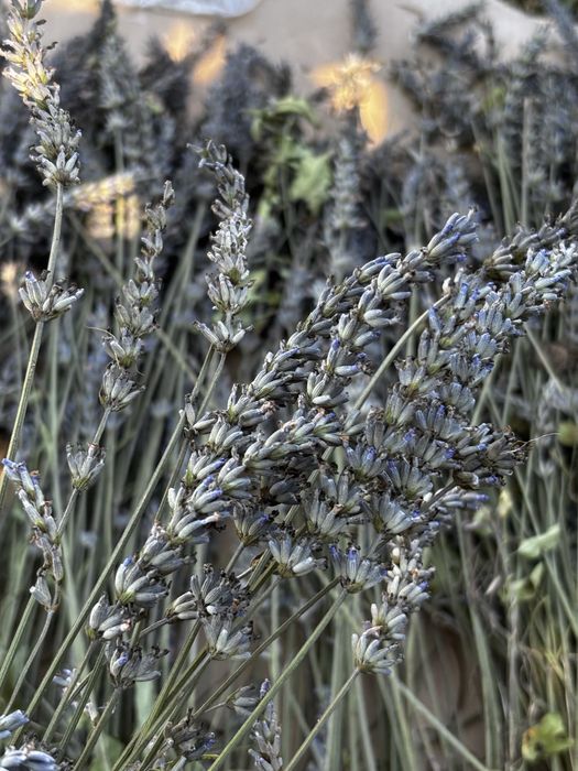 Saculeti lavanda
