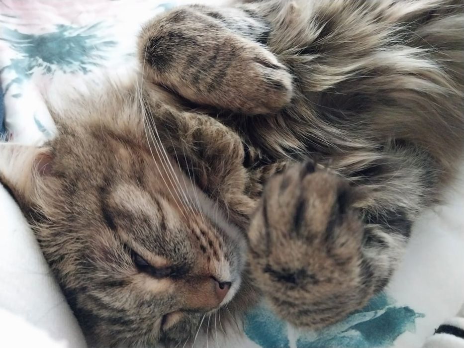 Кошечка Анфиса Котят не будет