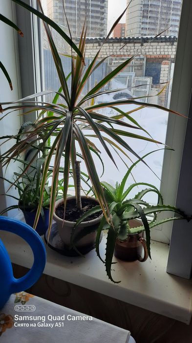 Продам комнатные цветы от 300тг.