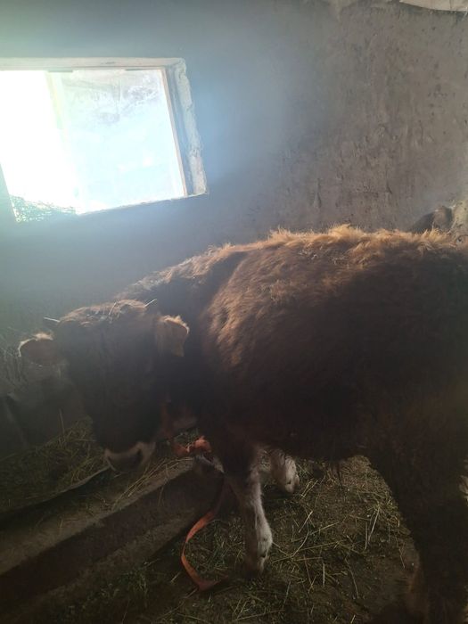 Продается бычки хорошие