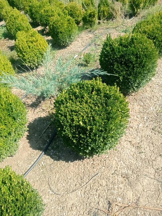 Planta Rilaindi plantat