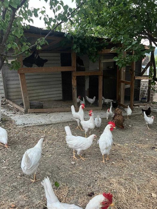 Продава се Къща в Айтос - 40 кв.м за 1375 €/кв.м - Снимка #6