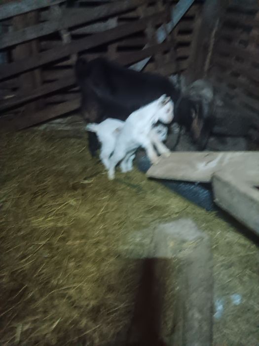 Schimb capra cu o oaie