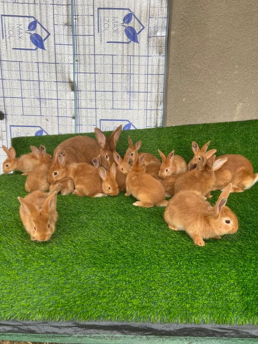 Бургундия қуёнлар