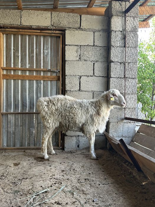 Сек сатылады срочно