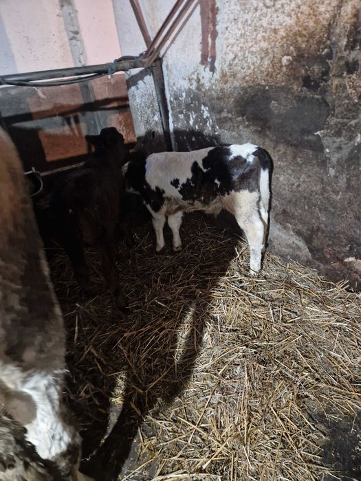 Vitei de lapte  de vanzare