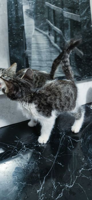Отдам котёнка даром