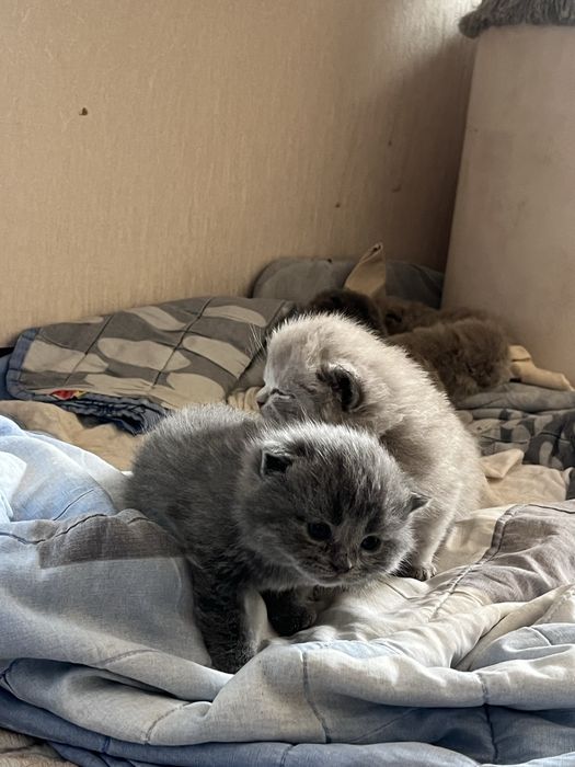 Scottish Fold продается