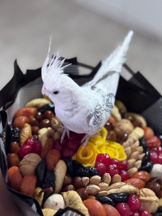 Попугай ручной корелла самец