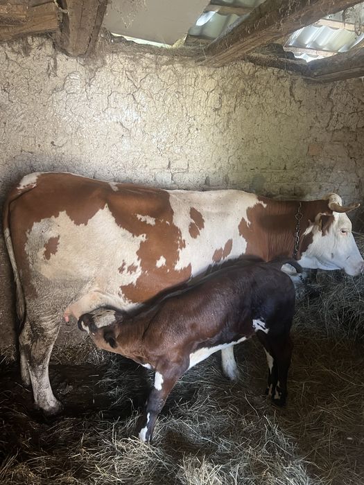 vand Juninca cu vitel Belgian tanara la primu vitel
