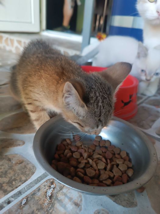 Котенок в добрые руки