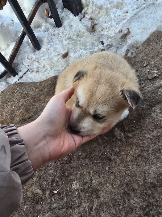 Хаски щенки отдадим бесплатно