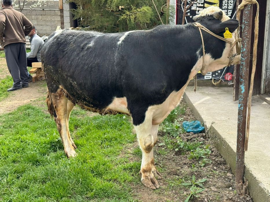 Бука сатылады  семіз