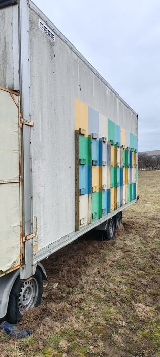 Vand pavilion apicol