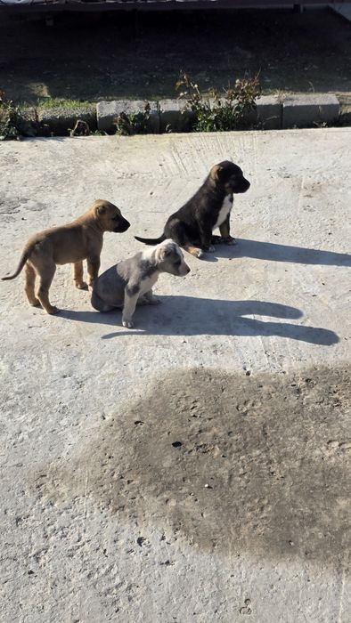 Щенки Алабай чистокровный