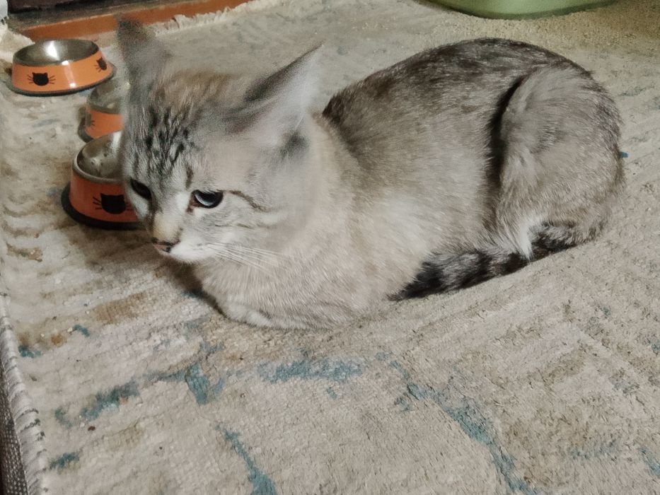 Отдам умного кота