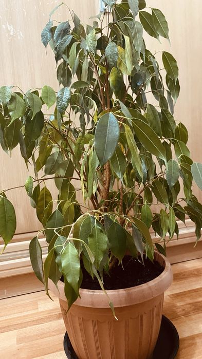 Продам домашнее растение фикус