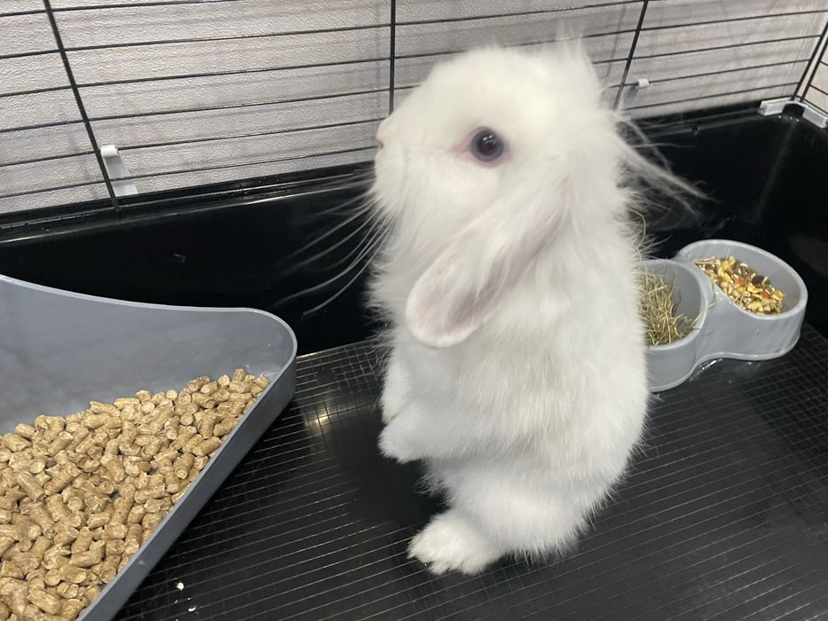 Кролик с клеткой