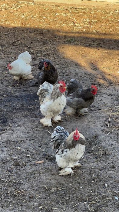 Хокинкин карликовый