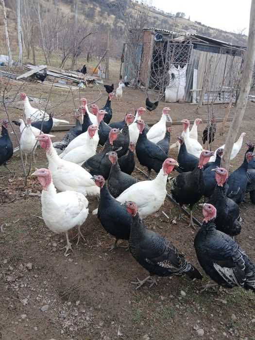 KURKA 40 ta bor donagaham sotamiz