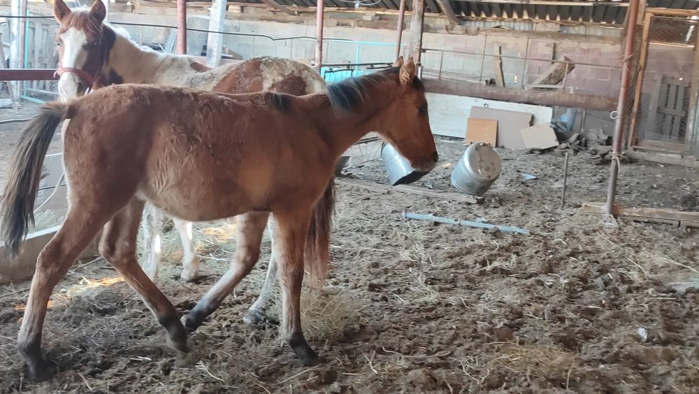 Продам кунан тай жылкы