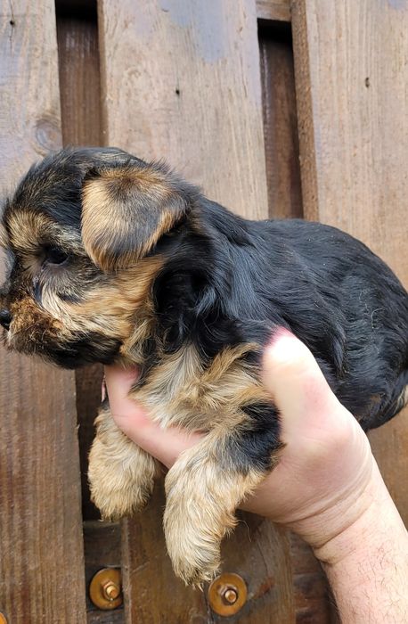 Йоркширски териер  - мини!!!