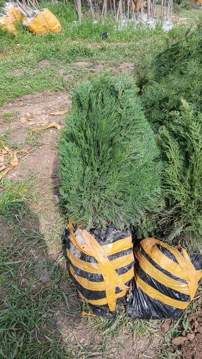 Kafolat berilmaydi ...