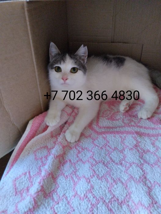 Кошечка ищет дом