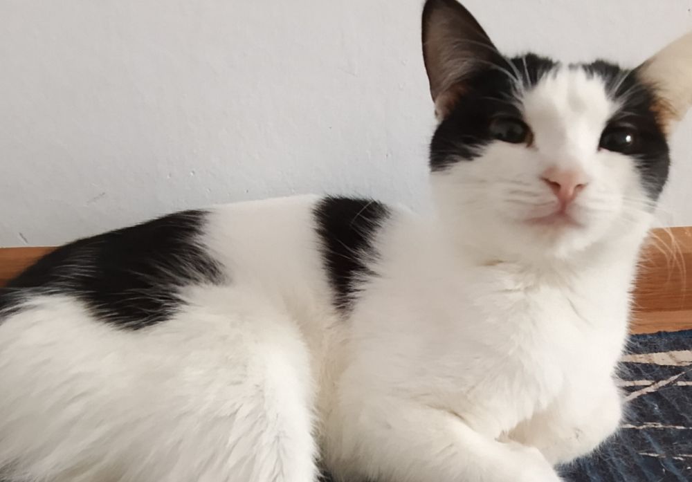 Мысықтар сатылады