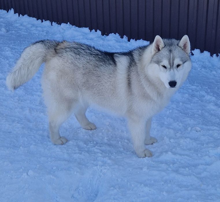 Шикарная девочка от Чемпионов!