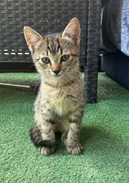 Adoptie pisicute (3 luni)