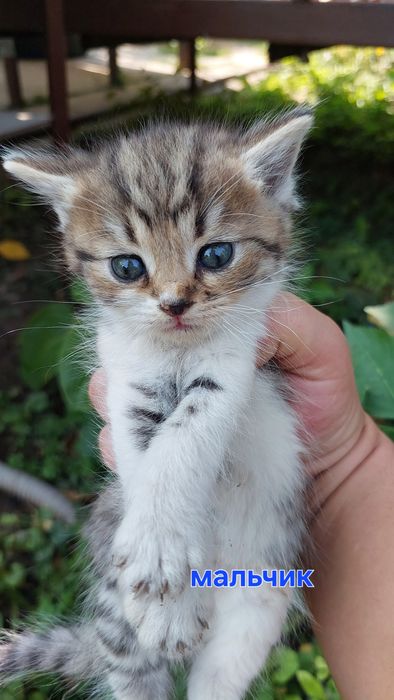 Котята ищут  дом