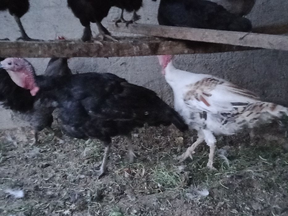 Kurka Xo'rozlari sotiladi