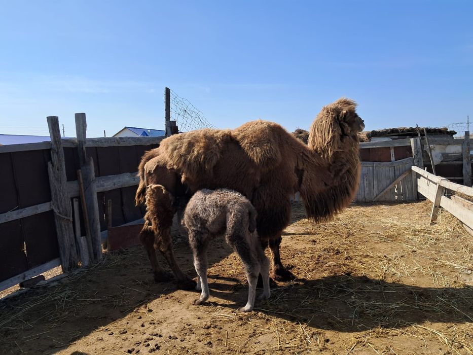 Боталы түйелер сатылымда