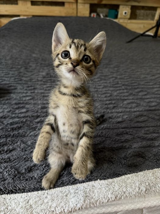 Котенок 2 месяца