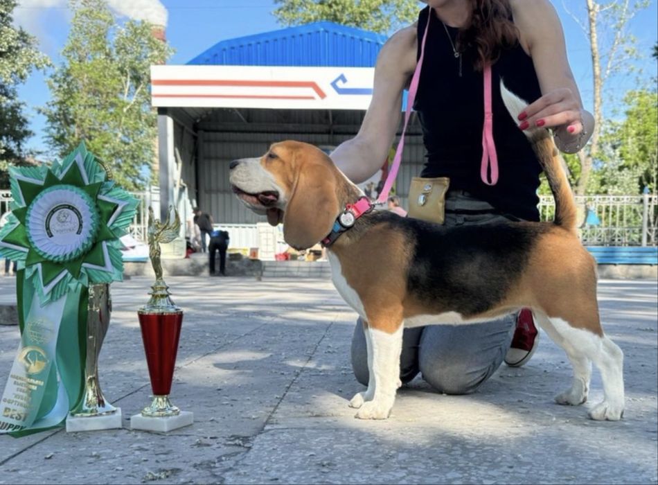 Продается Бигль.