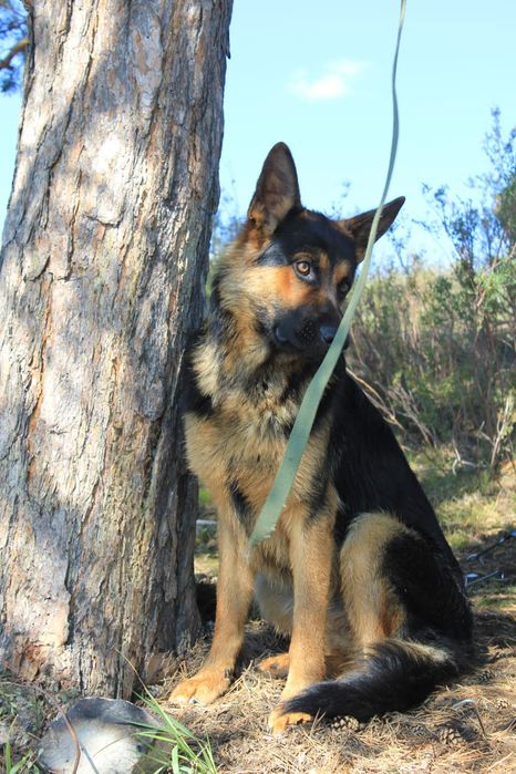 Вязка кобель немецкой овчарки