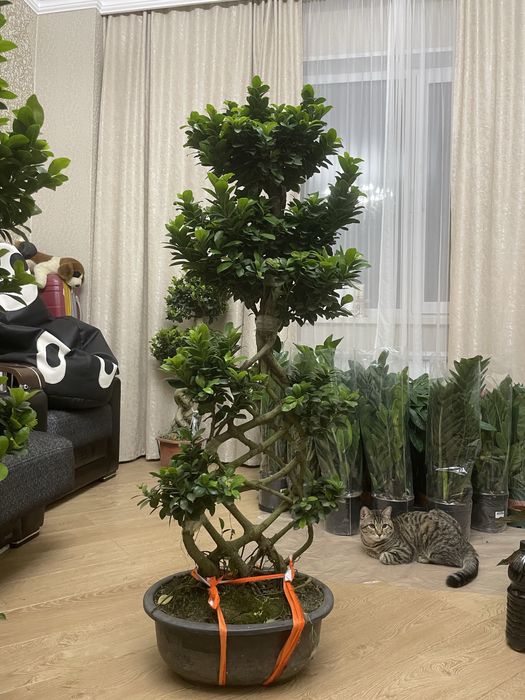 Дерево миллионера Бонсай