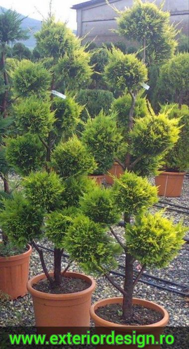 Enupar tarator, plante ornamentale, pon pon, spirale, photinia etc