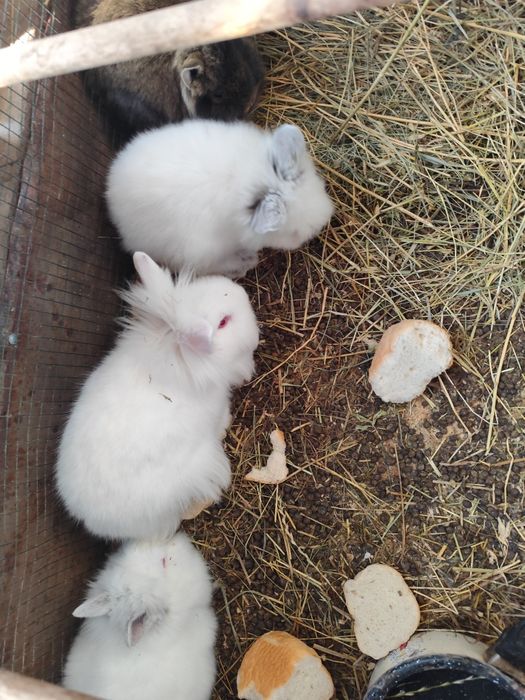 Vînd iepurași pitici.